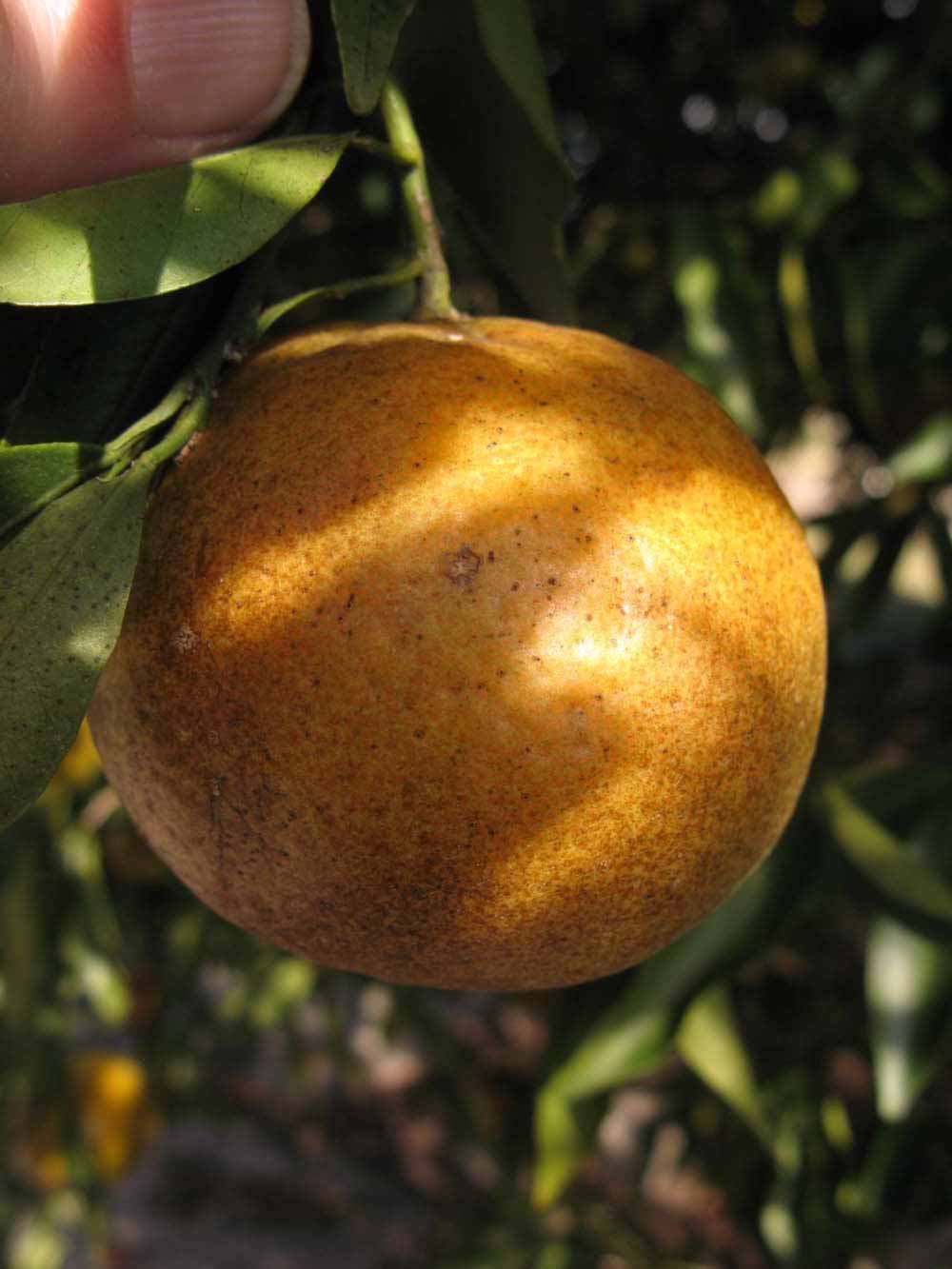            Fruit (Winter Haven, FL)   